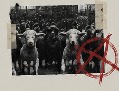 A flock of sheep with a red anarchist mark